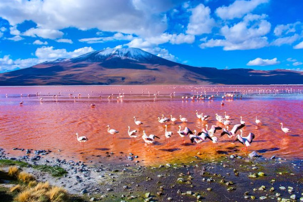 Laguna Colorada